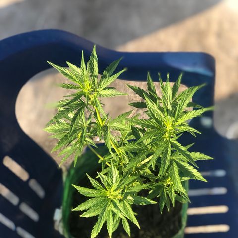Soul Cookies Auto  growlog timeline photo