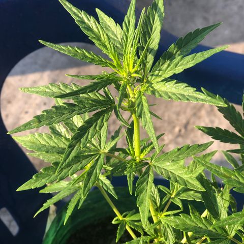 Soul Cookies Auto  growlog timeline photo