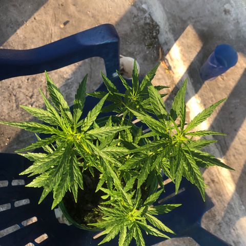 Soul Cookies Auto  growlog timeline photo