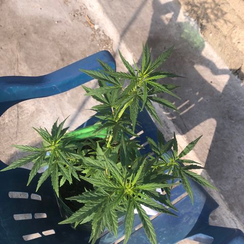 Soul Cookies Auto  growlog timeline photo