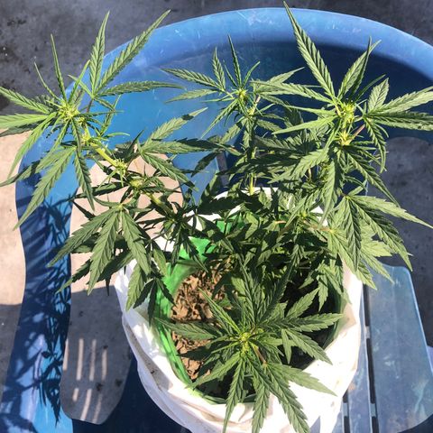 Soul Cookies Auto  growlog timeline photo