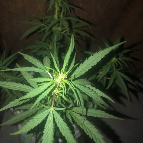 Soul Cookies Auto  growlog timeline photo