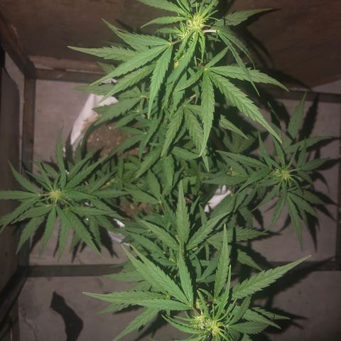 Soul Cookies Auto  growlog timeline photo