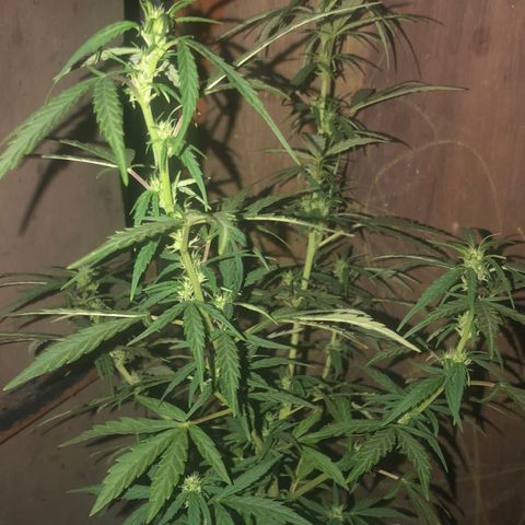 Soul Cookies Auto  growlog timeline photo