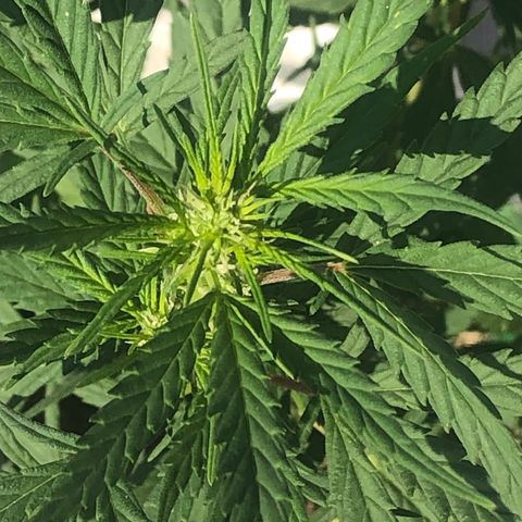 Soul Cookies Auto  growlog timeline photo