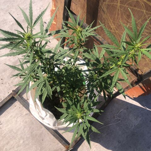 Soul Cookies Auto  growlog timeline photo