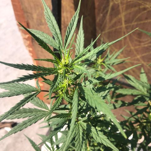 Soul Cookies Auto  growlog timeline photo