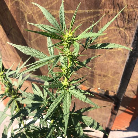 Soul Cookies Auto  growlog timeline photo
