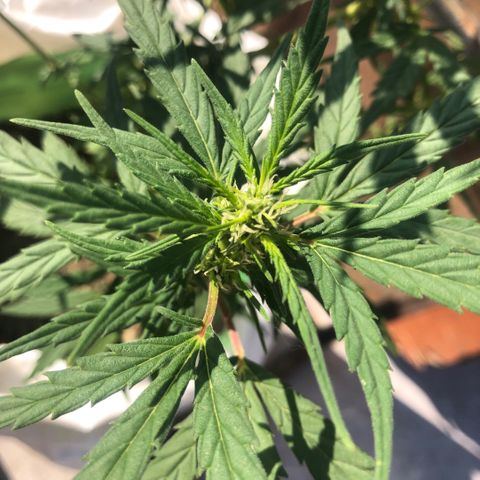 Soul Cookies Auto  growlog timeline photo