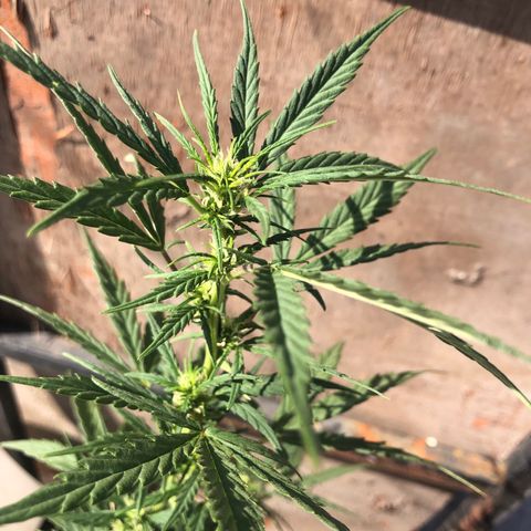 Soul Cookies Auto  growlog timeline photo