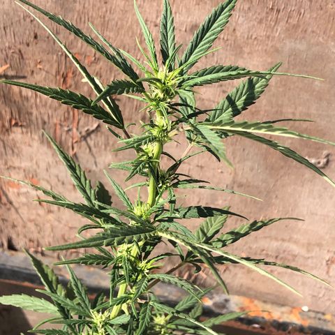 Soul Cookies Auto  growlog timeline photo