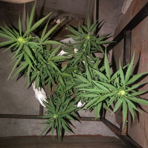 Soul Cookies Auto  growlog timeline photo