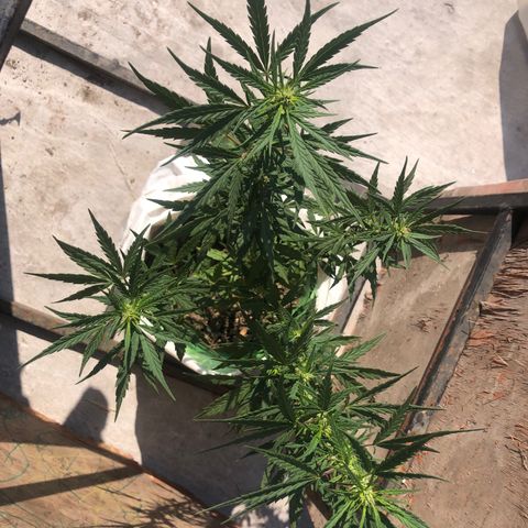Soul Cookies Auto  growlog timeline photo