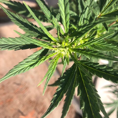Soul Cookies Auto  growlog timeline photo