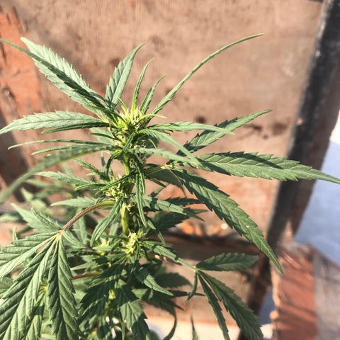 Soul Cookies Auto  growlog timeline photo