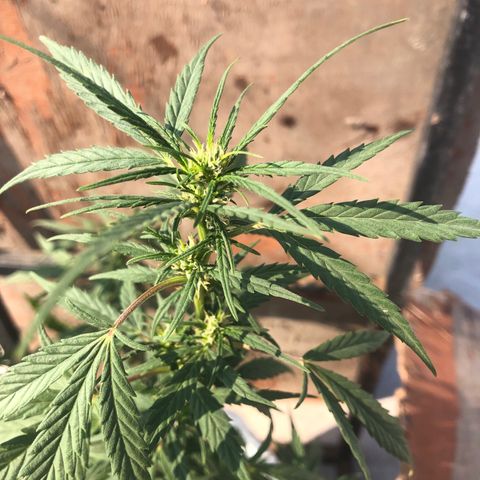 Soul Cookies Auto  growlog timeline photo