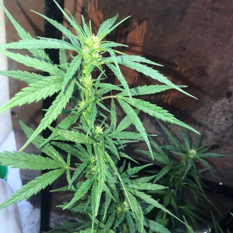 Soul Cookies Auto  growlog timeline photo