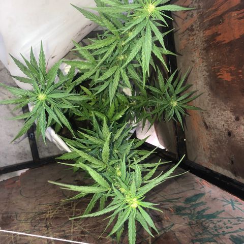 Soul Cookies Auto  growlog timeline photo