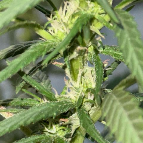 Soul Cookies Auto  growlog timeline photo