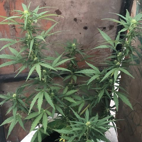 Soul Cookies Auto  growlog timeline photo