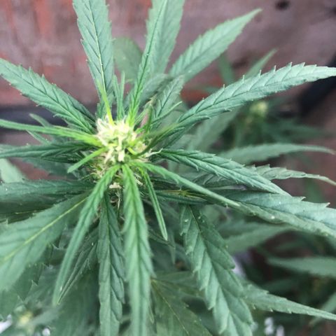 Soul Cookies Auto  growlog timeline photo