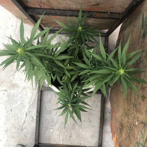 Soul Cookies Auto  growlog timeline photo