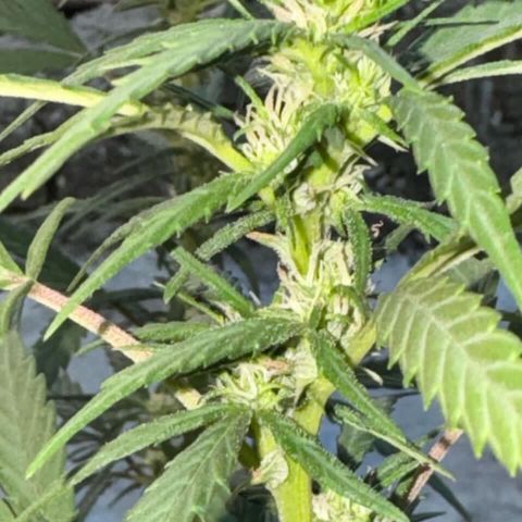 Soul Cookies Auto  growlog timeline photo