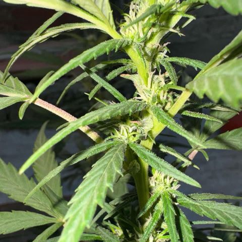 Soul Cookies Auto  growlog timeline photo