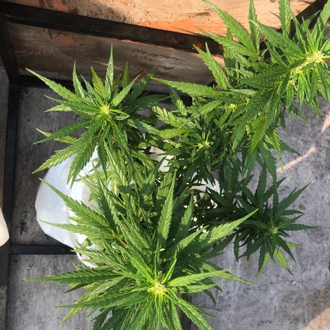 Soul Cookies Auto  growlog timeline photo