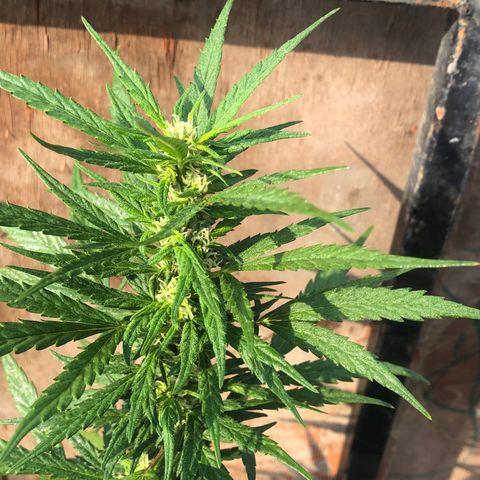 Soul Cookies Auto  growlog timeline photo