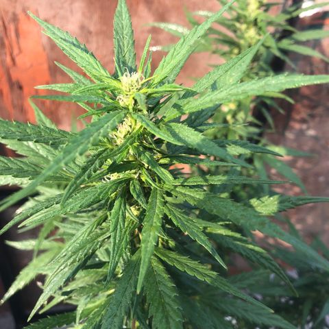 Soul Cookies Auto  growlog timeline photo