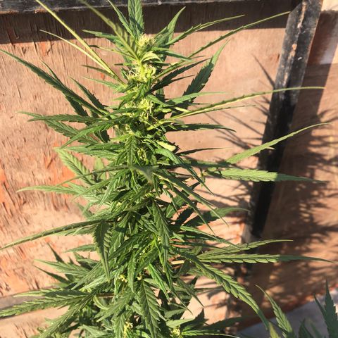 Soul Cookies Auto  growlog timeline photo