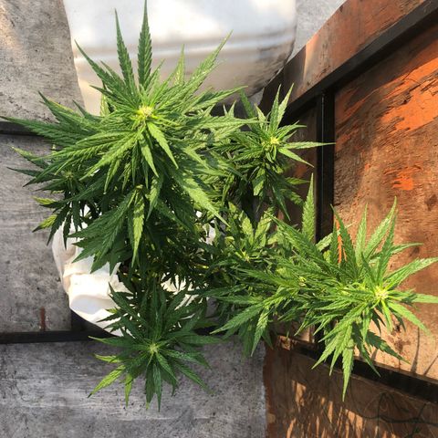 Soul Cookies Auto  growlog timeline photo
