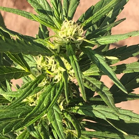 Soul Cookies Auto  growlog timeline photo