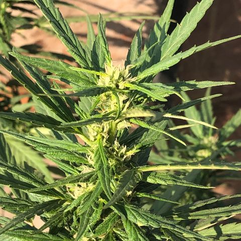 Soul Cookies Auto  growlog timeline photo