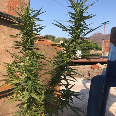 Soul Cookies Auto  growlog timeline photo