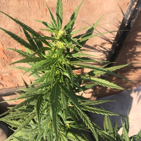 Soul Cookies Auto  growlog timeline photo
