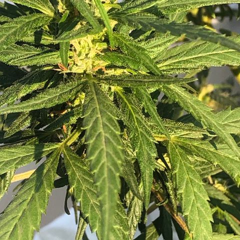 Soul Cookies Auto  growlog timeline photo