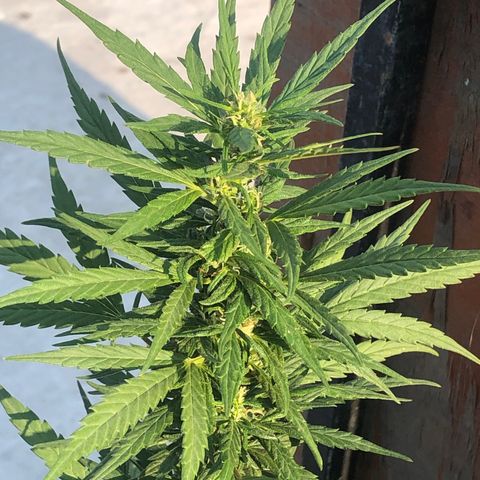 Soul Cookies Auto  growlog timeline photo