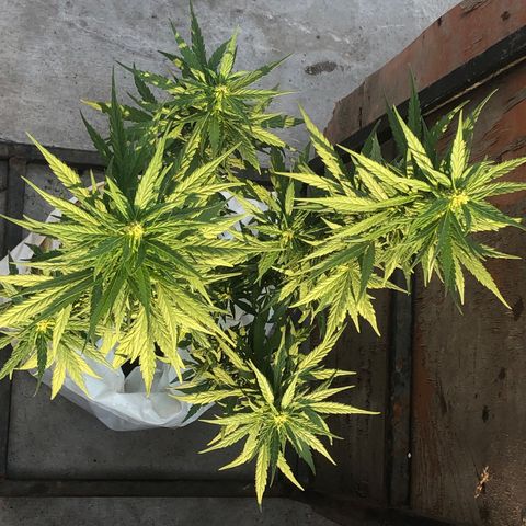 Soul Cookies Auto  growlog timeline photo