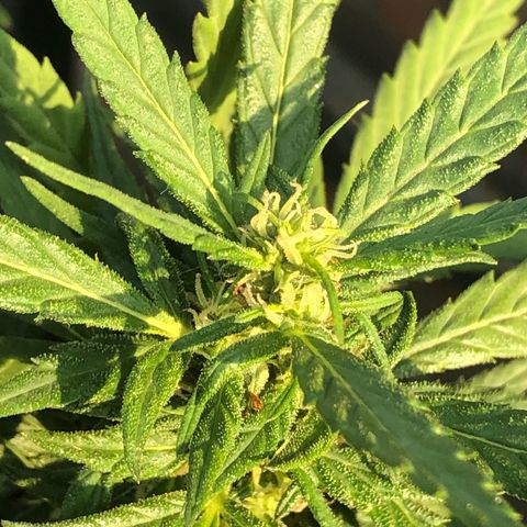 Soul Cookies Auto  growlog timeline photo