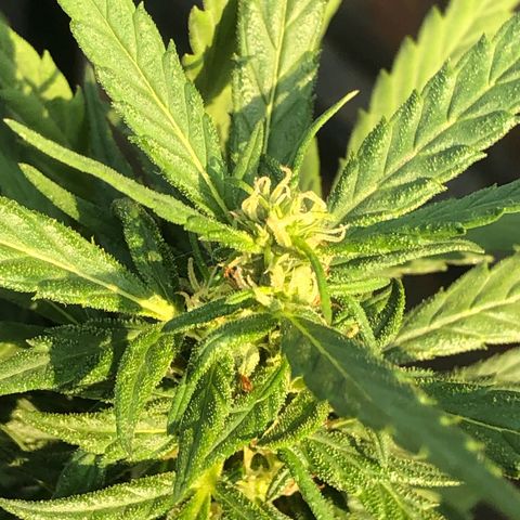 Soul Cookies Auto  growlog timeline photo
