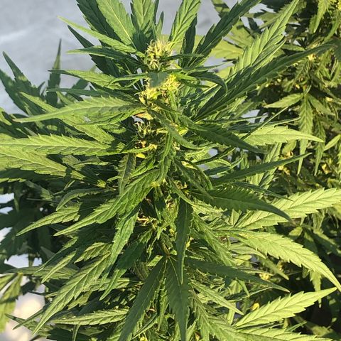 Soul Cookies Auto  growlog timeline photo