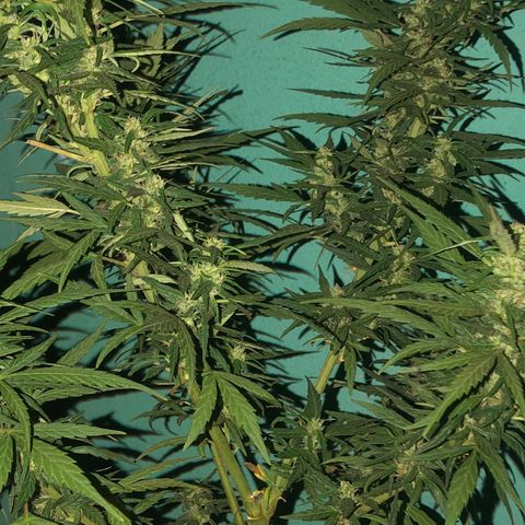 Soul Cookies Auto  growlog timeline photo