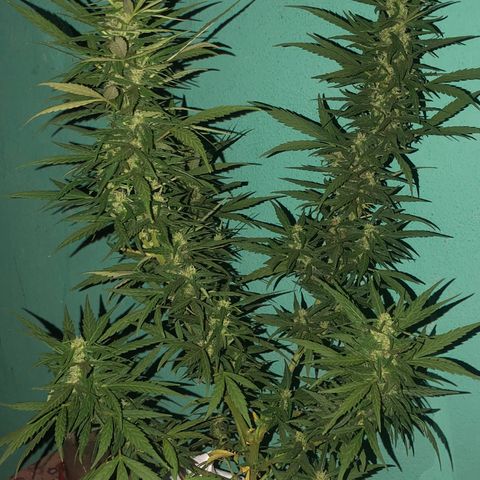 Soul Cookies Auto  growlog timeline photo