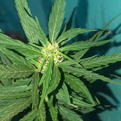 Soul Cookies Auto  growlog timeline photo
