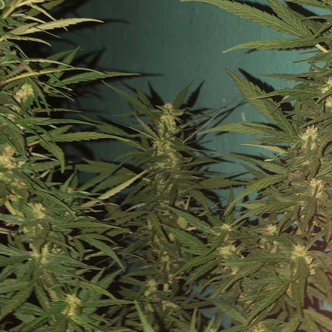 Soul Cookies Auto  growlog timeline photo