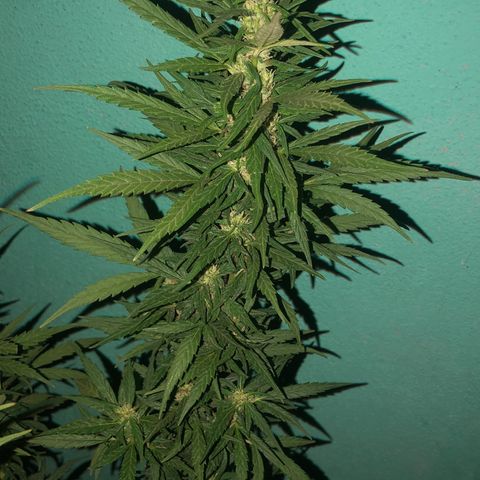 Soul Cookies Auto  growlog timeline photo