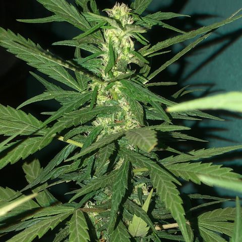 Soul Cookies Auto  growlog timeline photo