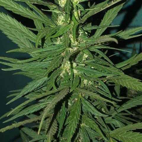 Soul Cookies Auto  growlog timeline photo